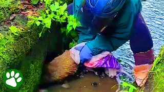 Civet’s Cries Are Heard by a Kindhearted Woman 🙏❤️