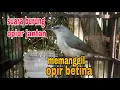 Download Lagu suara burung opior jantan memanggil opior betina