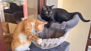 I Surprised My Cats with a Summer Hammock in the Balcony