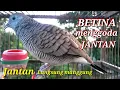 Download Lagu Si Perkutut BETINA memanggil JANTAN || the female turtledove calls the male