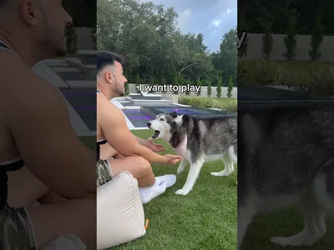 My Husky Demands I Go Play With Her 👀😳