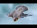 PEREGRINE FALCON - a dive fighter The FASTEST animal on the planet