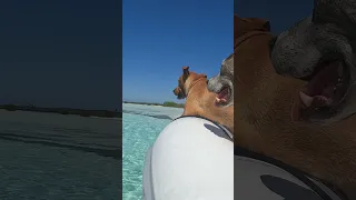 We ran out of toilet paper 🙈 #shorts #sailing #sailingcouple