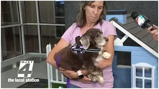 Passion 4 Pets Spotlight on S A F E Pet Rescue in St Augustine