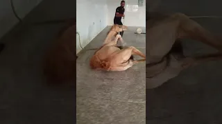 Camel Zibah 2023 Animals Natural الجمل بوش ذبح 