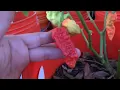 2016 Super Hot Peppers Growing Season - Ep. 13 - Bigger Harvest