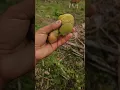 Lagu Buah kelapa kecil yang gugur #kelapa #pohonkelapa #buahkelapa