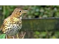 Download Lagu Song Thrush Bird Singing - Grive Musicienne Chant - Beautiful Birds Song and Sounds