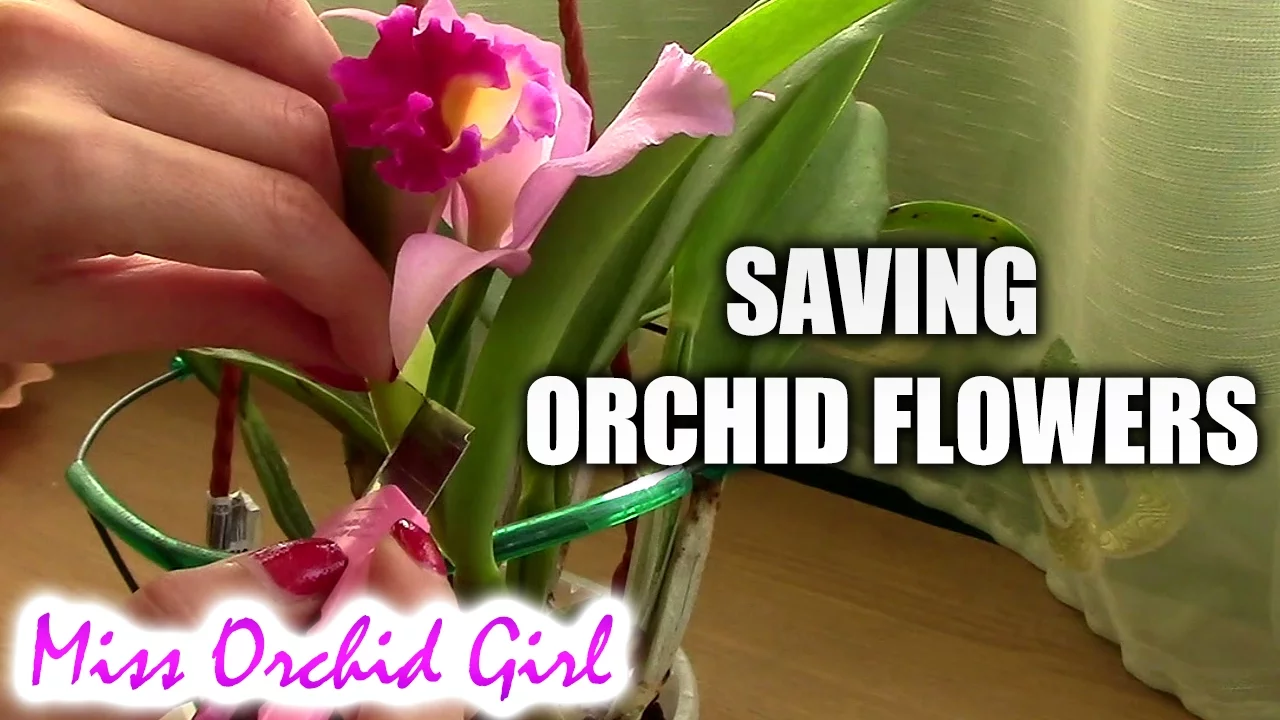 CUTTING CATTLEYA ORCHID SHEATH TO SAVE THE FLOWERS