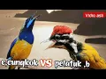 Download Lagu CUCAK CUNGKOK VS PELATUK BAWANG 18 TEMBAKAN DAN GESEKAN ISTIMEWA