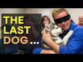 We Let Dogs Pick Their Families on Adoption Day And THIS Happened