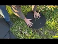 How to use tree mulch rings - honest review