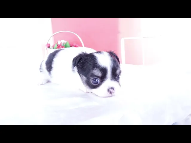 動画