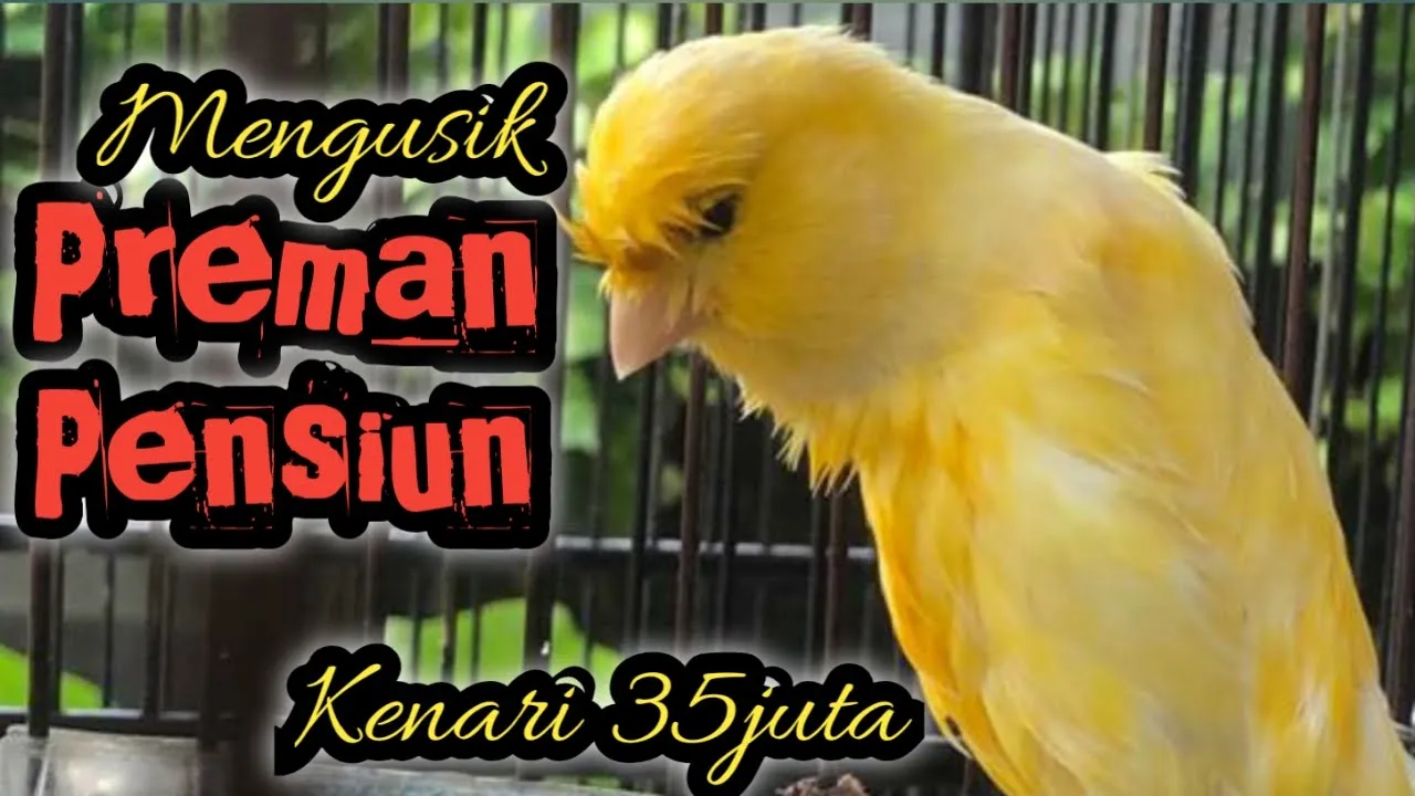 Bedain Merawat Kenari Bahan Muda Dan Kenari Tua Drop