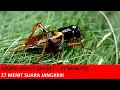 sound effect cricket - 27 menit suara jangkrik
