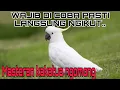 Lagu masteran buat kakatua jambul kuning agar pintar bicara