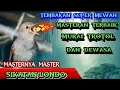 Download Lagu Sikatan Londo‼️Rol Tembakan Super Mewah bagus untuk isian Murai trotol dan Dewasa #sikatanlondo