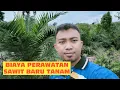Download Lagu Besaran Biaya Pembukaan dan Perawatan Kebun Kelapa Sawit Baru Tanam Usia 1-3 Tahun