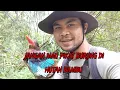 pikat burung di hutan bambu pake jaring