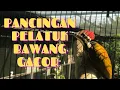 Download Lagu Pelatuk bawang gacor tembakan pendek cocok buat pancingan