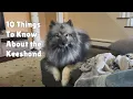 10 Things To Know About The Keeshond