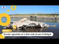 Download Lagu Dwergvinvis aangespoeld op strand van Katwijk