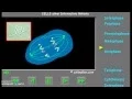 Mitosis from www cellsalive com