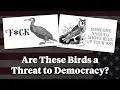 Are These Vulgarity-Spouting Birds a Threat to Democracy