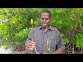 Introduction to Mangrove Seedlings and How They Grow