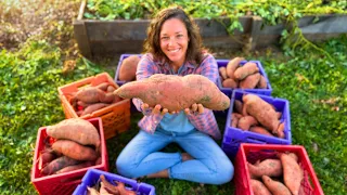 Our BIGGEST Sweet Potato Harvest EVER!