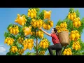 Download Lagu Brave Woman Climbs Tall Tree to Harvest Ripe Garcinia fruit(Bunny ear fruit) go to sell – Rural Life