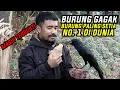 Lagu WOWO TERBUKTI BURUNG GAGAK PALING SETIA NOMOR 1 DI DUNIA || Mustahil Kalo Gak Balik Lagi