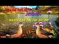Download Lagu Suara Belibis Jernih | Cocok untuk masteran Murai batu, Kacer dan gacoan lainnya