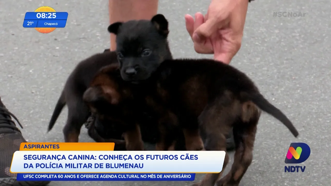 Segurança canina: conheça os futuros ajudantes da PM de Blumenau
