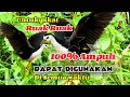 Download Lagu SUARA PIKAT RUAK RUAK AMPUH JERNIH DAN HANDAL TERBUKTI ❤️