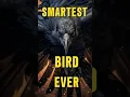 Download Lagu Waarom kraaien de ‘Einsteins onder de vogels’ worden genoemd
