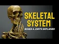 Skeletal System - Bones Joints Explained Simply