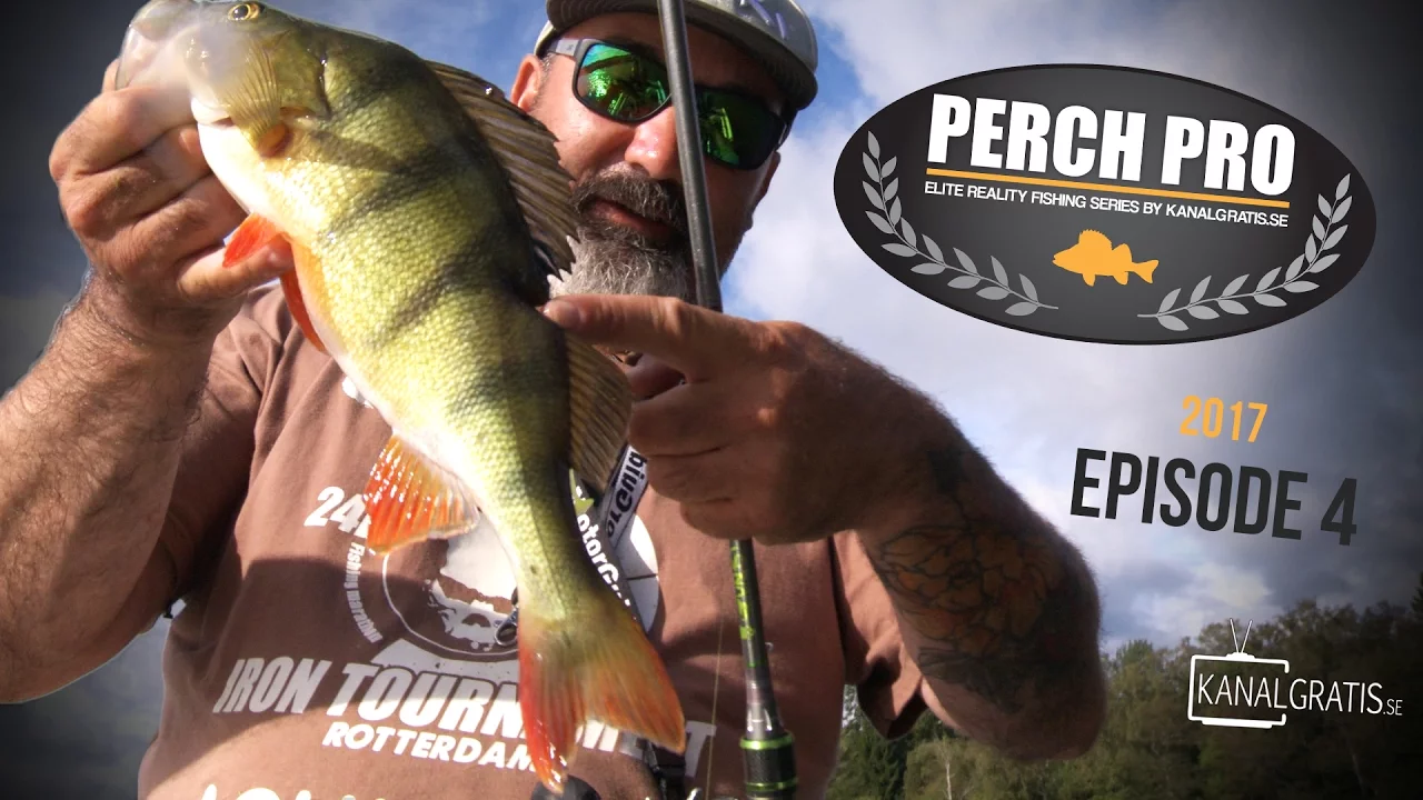 video Perch pro 2017