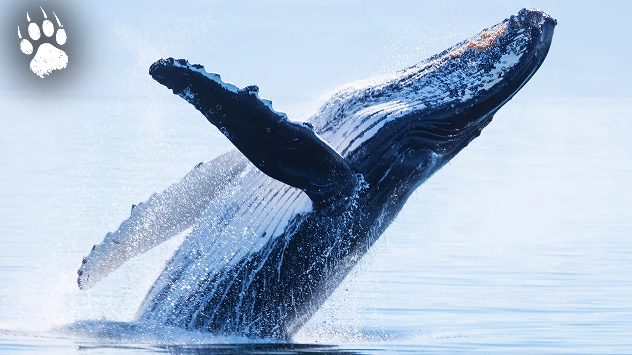 Le bruit tue les baleines : peut-on encore les sauver ? | Documentaire Animalier | GAD