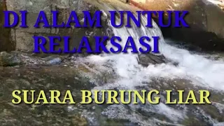 suara air sungai relaksasi suara burung di alam liar