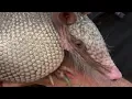 Florida reports 17 leprosy cases so far this year doctors warn against handling armadillos