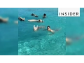 A Beach In The Bahamas Lets You Swim With Pigs