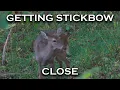 How To Consistently Get Stickbow Close To Deer Bow Hunting Tips
