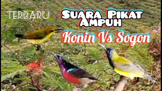 suara pikat konin ribut vs sogon dijamin ampuh