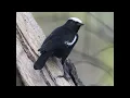 Download Lagu  Burung Robin, Burung Chat, Burung Wheatear