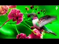 Lagu Beautiful Relaxing Music With Bird Sounds 🦜 Stop Anxiety, Depression ❤ Mind, Body \u0026 Soul Healing
