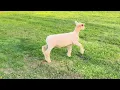 RW Club Lambs ET Tag 2611