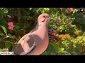 Nature Sounds & Relaxing Music  | 100 Singing Birds for Calm, Focus & Sleep