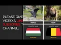 National Animal of Every Country 🌍🐾 | National Animals by Country | Ranked World