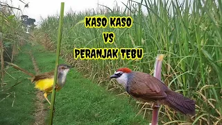 suara pikat kaso kaso vs peranjak tebu mp3